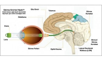 Beyin ve Görme
